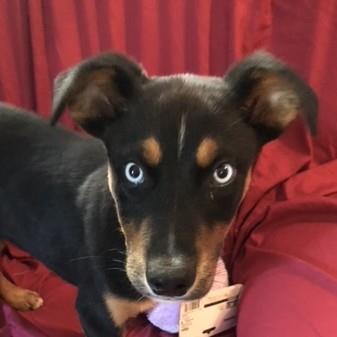 picture of the dog needing adoption