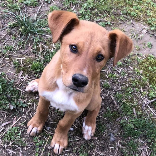 picture of the dog needing adoption