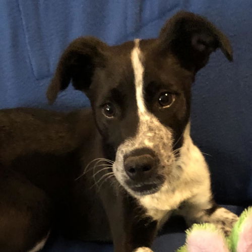 picture of the dog needing adoption