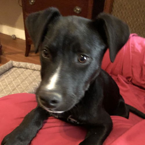picture of the dog needing adoption