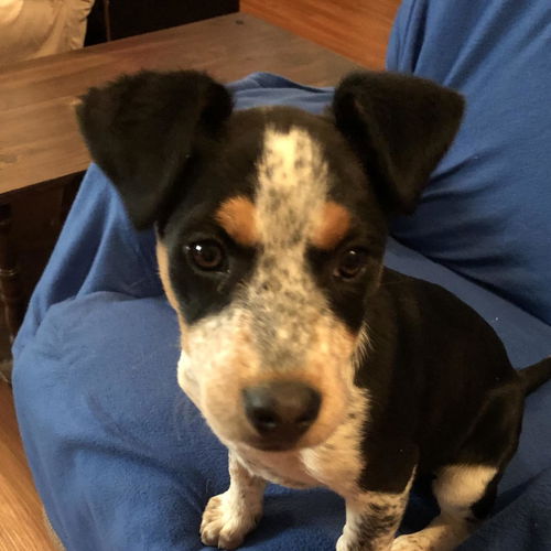 picture of the dog needing adoption