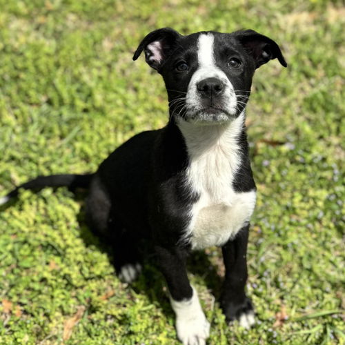 picture of the dog needing adoption