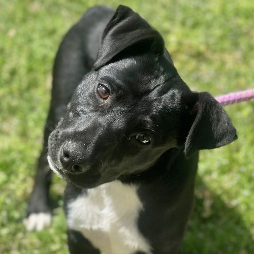 picture of the dog needing adoption