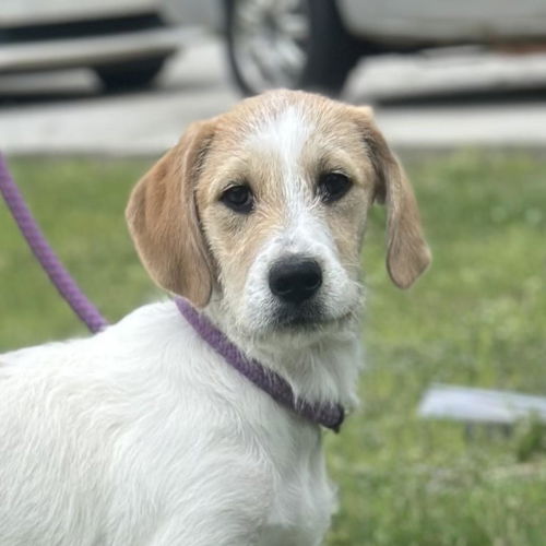 picture of the dog needing adoption