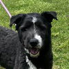 adoptable Dog in morrisville, PA named Mallory