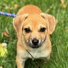 adoptable Dog in  named Dax