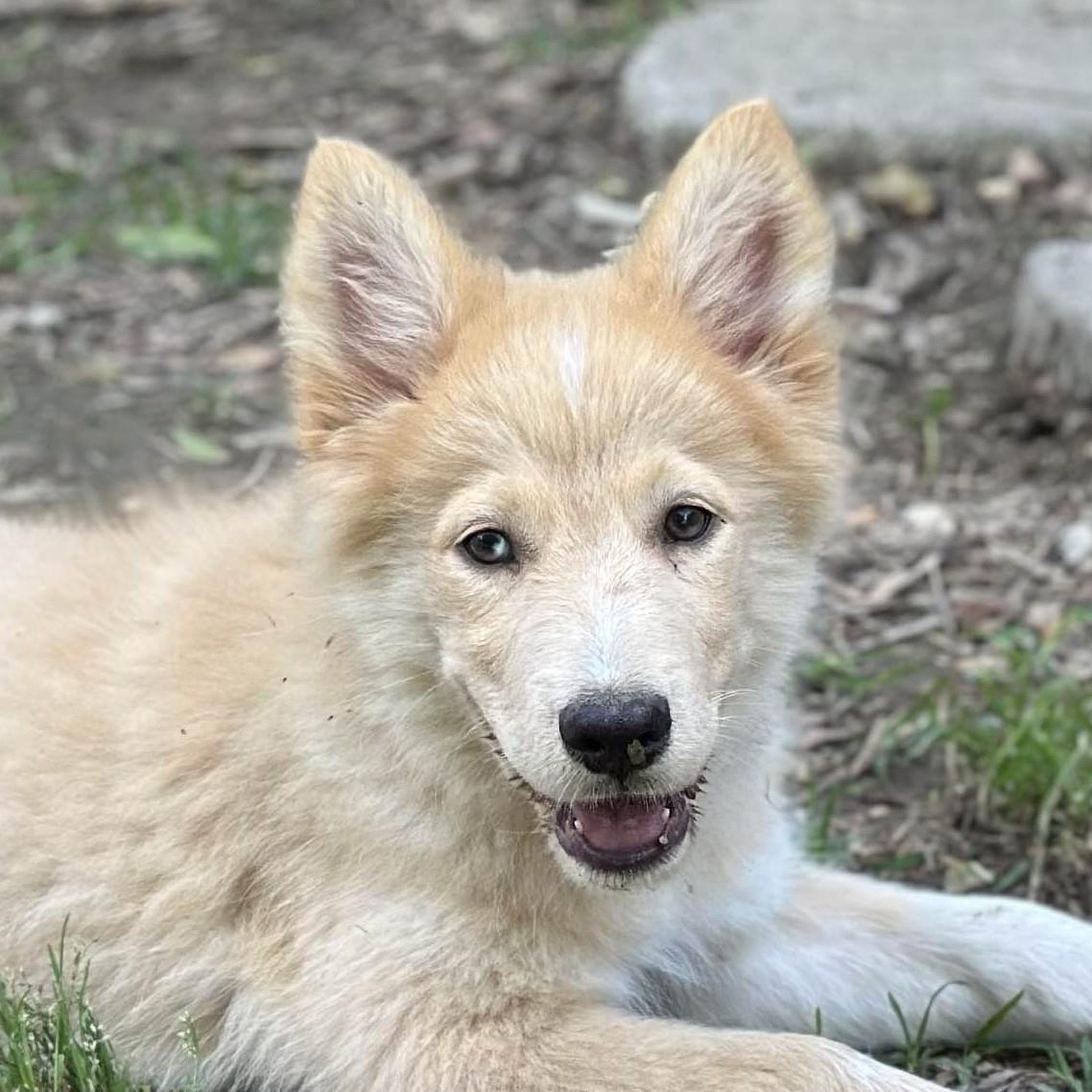 adoptable Dog in Morrisville, PA named Cosette