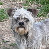 adoptable Dog in morrisville, PA named Finn