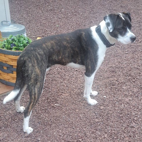 picture of the dog needing adoption