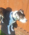 Charlie Lower Fee! In PA! - Photo 2