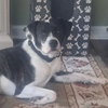 Charlie Lower Fee! In PA! - Photo 3