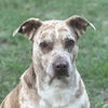 adoptable Dog in  named Bernadette