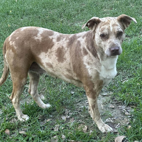 BERNADETTE - Catahoula Leopard Dog available for adoption