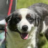 adoptable Dog in  named Carlita