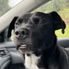 adoptable Dog in  named Buddy