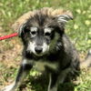 adoptable Dog in  named Astra