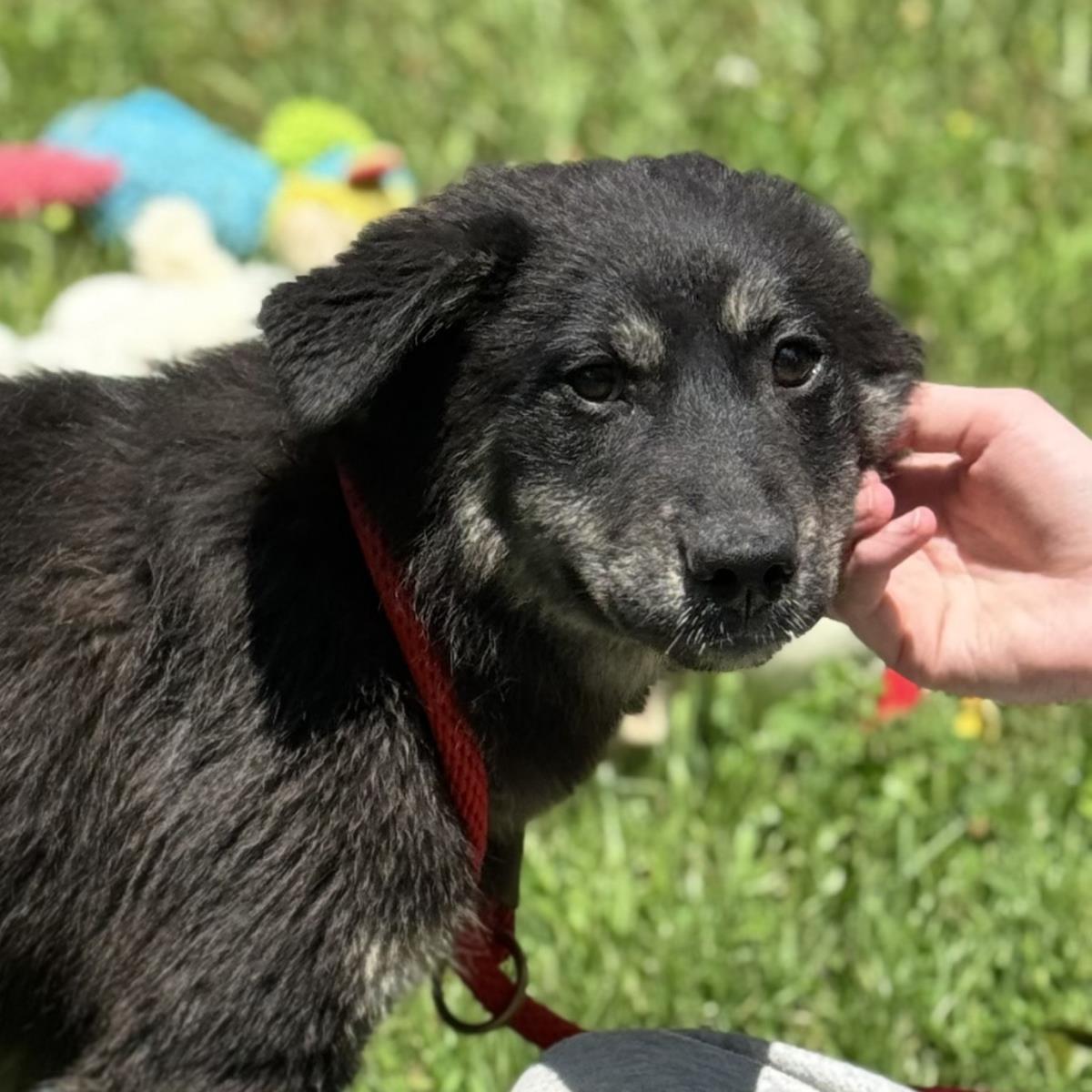 adoptable Dog in Morrisville, PA named Alese