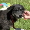 adoptable Dog in  named Alese