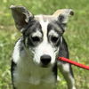 adoptable Dog in  named Annika