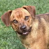 adoptable Dog in morrisville, PA named Trixie