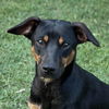 adoptable Dog in morrisville, PA named Trudy