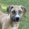 adoptable Dog in  named Mickey