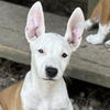 adoptable Dog in  named Connell