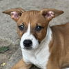 adoptable Dog in  named Cambree