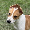 adoptable Dog in morrisville, PA named Crew