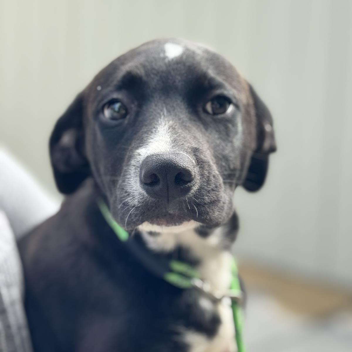 adoptable Dog in Morrisville, PA named Cupcake