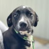 adoptable Dog in morrisville, PA named Cupcake