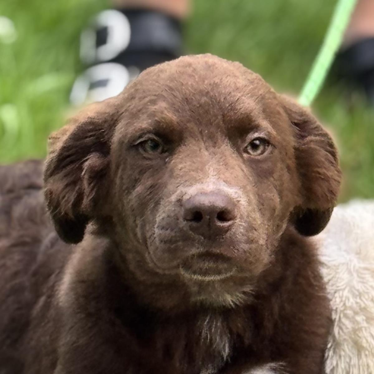 adoptable Dog in Morrisville, PA named Brownie