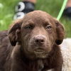 adoptable Dog in  named Brownie