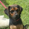 adoptable Dog in morrisville, PA named Hailey