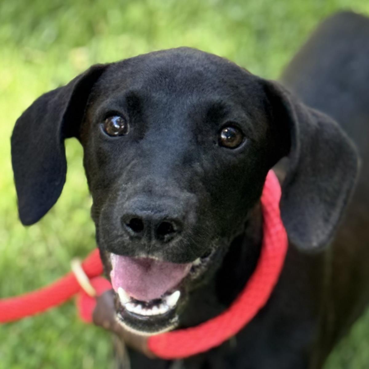 adoptable Dog in Morrisville, PA named Sweet Pea