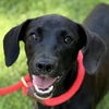 adoptable Dog in  named Sweet Pea