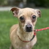 adoptable Dog in  named Queso