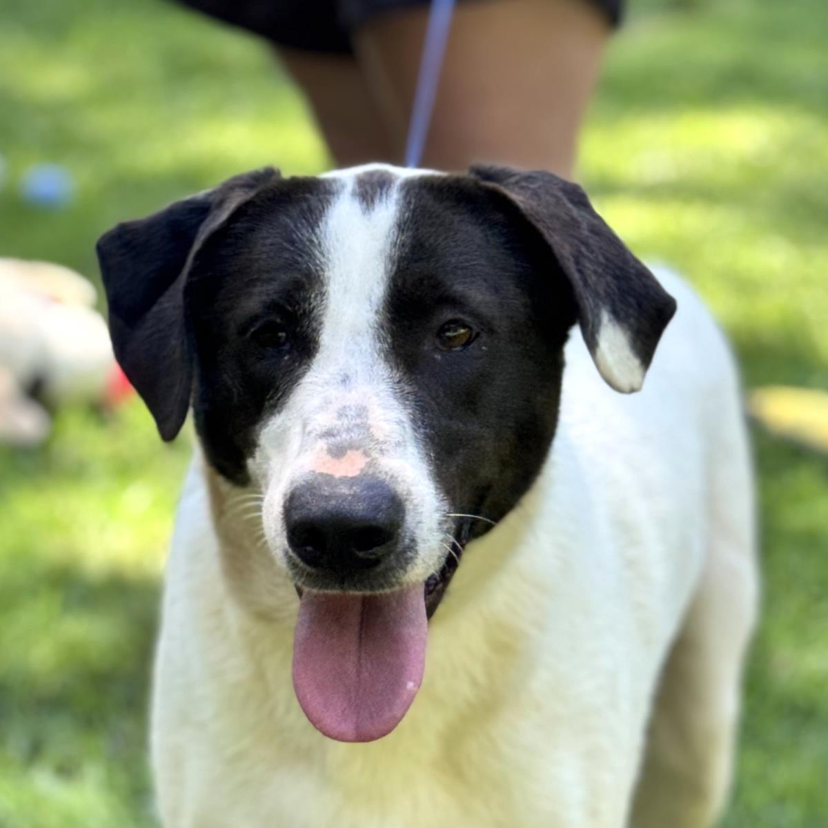 adoptable Dog in Morrisville, PA named Stacy