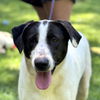 adoptable Dog in morrisville, PA named Stacy