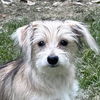 adoptable Dog in , PA named Abba