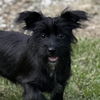 adoptable Dog in , PA named Asher