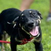 adoptable Dog in morrisville, PA named Lexie Grey