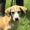 adoptable Dog in  named Atticus Lincoln