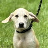 adoptable Dog in morrisville, PA named Nick