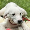 adoptable Dog in  named Jackson Avery