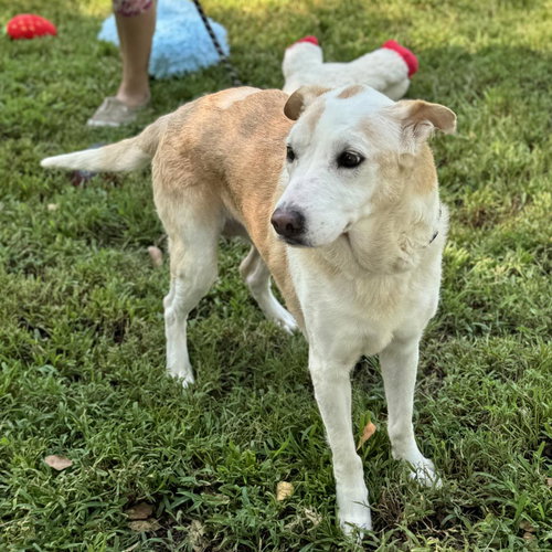 MARGE AND HOMER - Labrador Retriever available for adoption