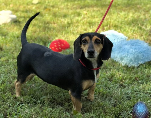 HOMER  AND MARGE - Beagle / Dachshund available for adoption