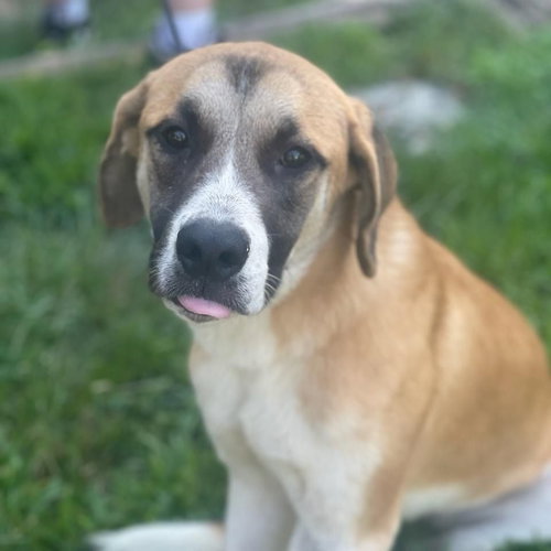 Photo of Ivy