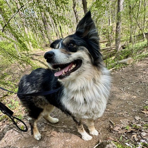 Paprika, an adoptable Australian Shepherd in Yardley, PA