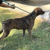 Xena - Photo 2